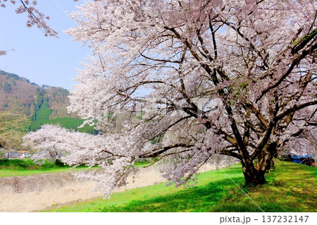 鮎川の堤防桜 須坂市の桜 信州の風景 鮎川の堤防桜 須坂市の桜 信州の風景 137232147
