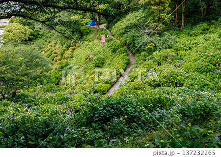 紫陽花が満開の下田公園あじさい祭り。静岡県下田市-2025 伊豆半島最南端 137232265