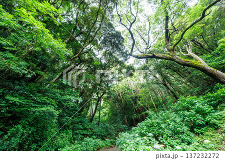 紫陽花が満開の下田公園あじさい祭り。静岡県下田市-2025 伊豆半島最南端 137232272