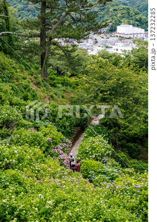紫陽花が満開の下田公園あじさい祭り。静岡県下田市-2025 伊豆半島最南端 137232285