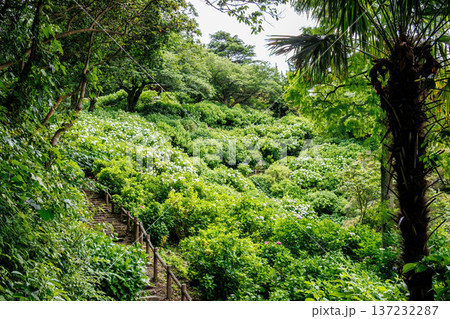 紫陽花が満開の下田公園あじさい祭り。静岡県下田市-2025 伊豆半島最南端 137232287