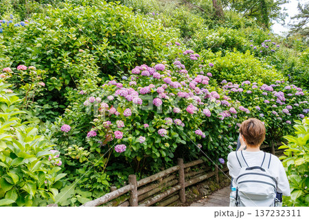 紫陽花が満開の下田公園あじさい祭り。静岡県下田市-2025 伊豆半島最南端 137232311