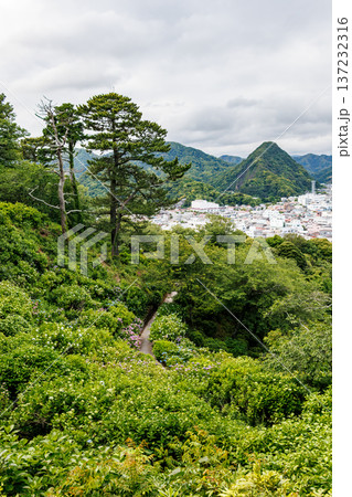 紫陽花が満開の下田公園あじさい祭り。静岡県下田市-2025 伊豆半島最南端 137232316