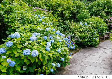 紫陽花が満開の下田公園あじさい祭り。静岡県下田市-2025 伊豆半島最南端 137232318