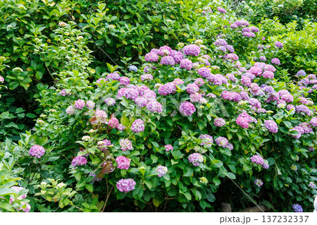 紫陽花が満開の下田公園あじさい祭り。静岡県下田市-2025 伊豆半島最南端 137232337