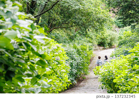 紫陽花が満開の下田公園あじさい祭り。静岡県下田市-2025 伊豆半島最南端 137232345