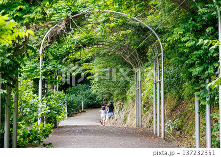 紫陽花が満開の下田公園あじさい祭り。静岡県下田市-2025 伊豆半島最南端 137232351