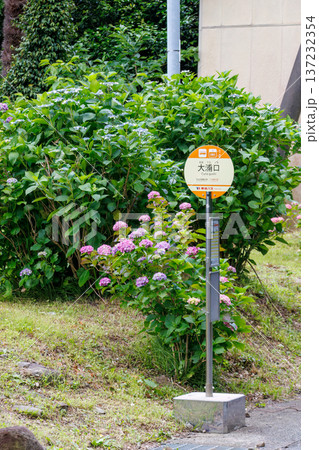 紫陽花が満開の下田公園あじさい祭り。静岡県下田市-2025 伊豆半島最南端 137232354