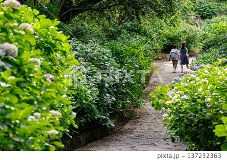 紫陽花が満開の下田公園あじさい祭り。静岡県下田市-2025 伊豆半島最南端 137232363