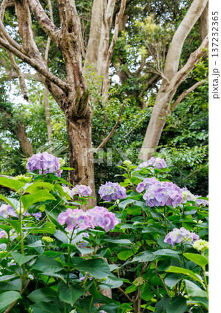 紫陽花が満開の下田公園あじさい祭り。静岡県下田市-2025 伊豆半島最南端 137232365