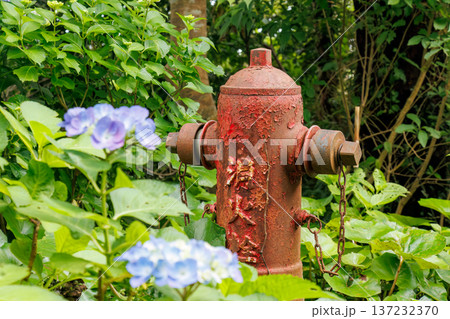 紫陽花が満開の下田公園あじさい祭り。静岡県下田市-2025 伊豆半島最南端 紫陽花が満開の下田公園あじさい祭り。静岡県下田市-2025 伊豆半島最南端 137232370