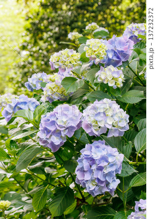 紫陽花が満開の下田公園あじさい祭り。静岡県下田市-2025 伊豆半島最南端 紫陽花が満開の下田公園あじさい祭り。静岡県下田市-2025 伊豆半島最南端 137232372
