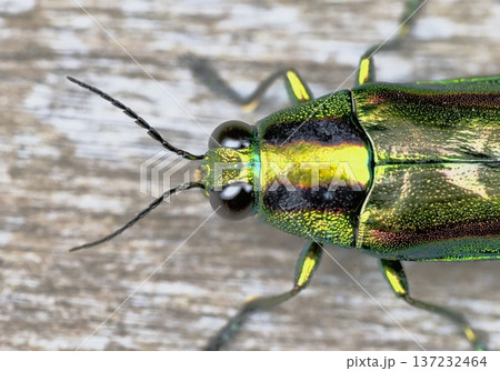 タマムシ（ヤマトタマム） 137232464