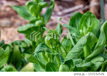 茎が青いチンゲンサイは中国野菜の代表格【アブラナ科】 茎が青いチンゲンサイは中国野菜の代表格【アブラナ科】 137232526