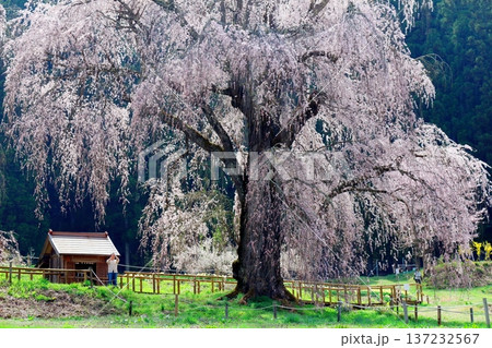 水中の枝垂れ桜 信州の桜 信州の風景 信州の自然 水中の枝垂れ桜 信州の桜 信州の風景 信州の自然 137232567
