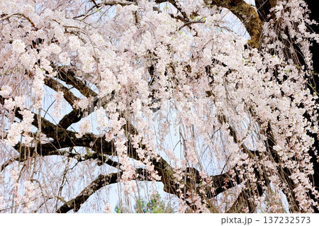 水中の枝垂れ桜 信州の桜 信州の風景 信州の自然 水中の枝垂れ桜 信州の桜 信州の風景 信州の自然 137232573
