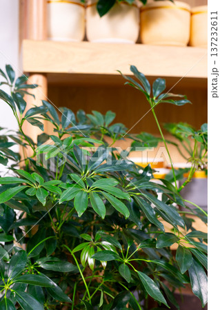 Houseplant for producing oxygen indoors. The importance of indoor greenery. Plant produces oxygen to improve human respiration. The great benefits of houseplant for air purification Houseplant for producing oxygen indoors. The importance of indoor greenery. Plant produces oxygen to improve human respiration. The great benefits of houseplant for air purification 137232611
