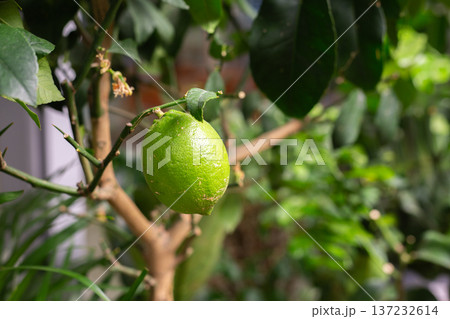 First fruit of houseplant in private garden. Lemon tree has borne its first fruit. Gardening is hobby for spending leisure time in peace. Green lemon on tree branch, creating dream garden at home 137232614
