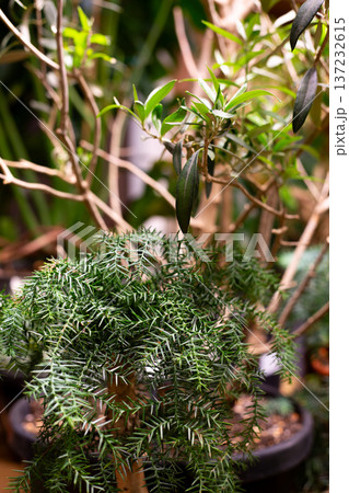 Unusual leaves on potted plant. Exotic houseplant for decoration. Decorating room with plants. Greenery as important aspect of apartment life. Small green corner of home 137232615