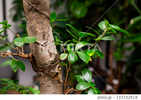 Detailed bark of houseplant with green leaves. Strong plant in the garden with powerful trunk. Large plant in floor pot for decoration and creating clean air indoors. Plant project Detailed bark of houseplant with green leaves. Strong plant in the garden with powerful trunk. Large plant in floor pot for decoration and creating clean air indoors. Plant project 137232618