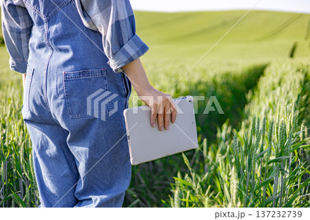 A person in denim overalls and a plaid shirt holds a tablet while standing in a lush green wheat field, showcasing modern agricultural practices 137232739