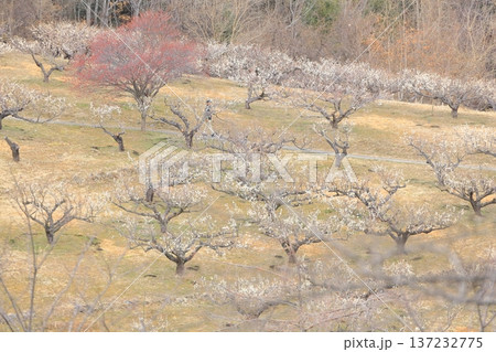 山梨県甲斐市 敷島総合公園の梅林 山梨県甲斐市 敷島総合公園の梅林 137232775