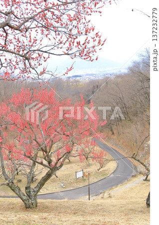 山梨県甲斐市　敷島総合公園の梅林 137232779