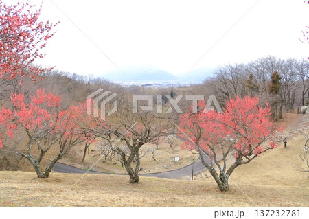 山梨県甲斐市　敷島総合公園の梅林 137232781