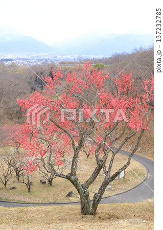 山梨県甲斐市　敷島総合公園の梅林 137232785