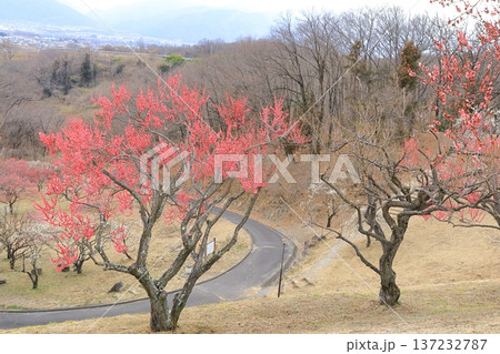 山梨県甲斐市　敷島総合公園の梅林 137232787