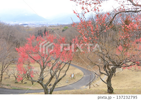 山梨県甲斐市 敷島総合公園の梅林 山梨県甲斐市 敷島総合公園の梅林 137232795