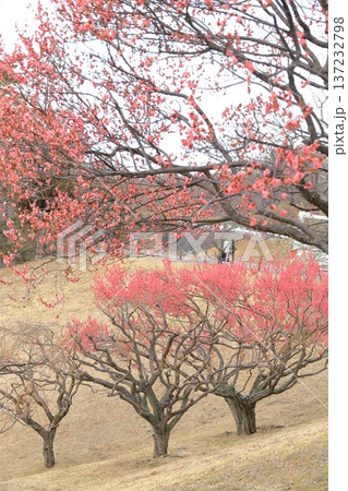 山梨県甲斐市 敷島総合公園の梅林 山梨県甲斐市 敷島総合公園の梅林 137232798