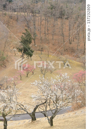 山梨県甲斐市 敷島総合公園の梅林 山梨県甲斐市 敷島総合公園の梅林 137232809