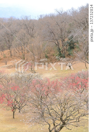 山梨県甲斐市 敷島総合公園の梅林 山梨県甲斐市 敷島総合公園の梅林 137232814
