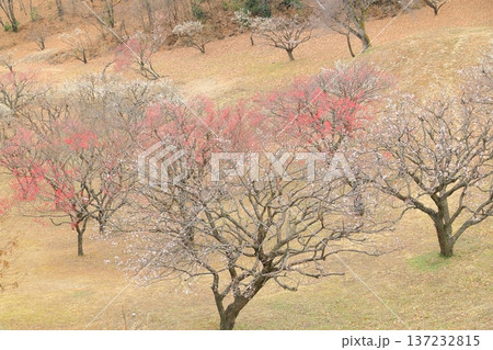 山梨県甲斐市 敷島総合公園の梅林 山梨県甲斐市 敷島総合公園の梅林 137232815