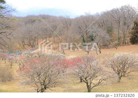 山梨県甲斐市　敷島総合公園の梅林 137232820