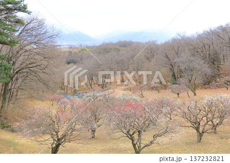山梨県甲斐市　敷島総合公園の梅林 137232821