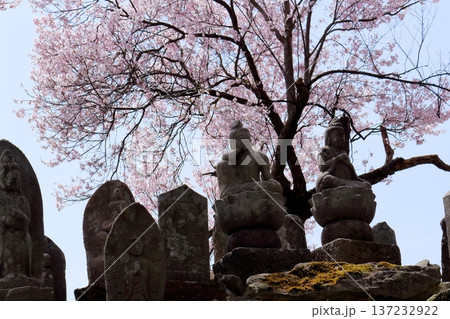 桜の下の石像　　　夫婦石像　　　信州の風景 137232922