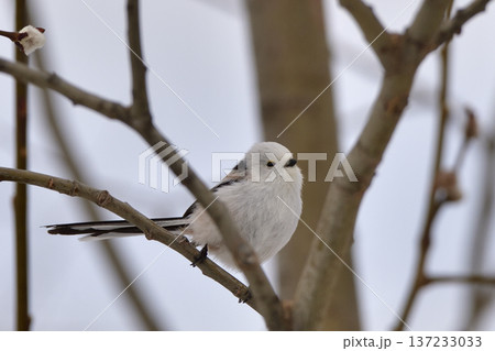 シマエナガ 137233033