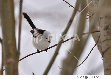 シマエナガ 137233035