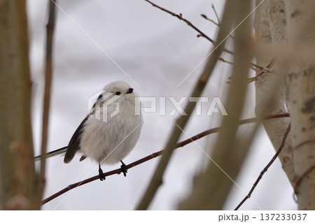 シマエナガ 137233037