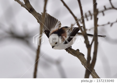 シマエナガ 137233040