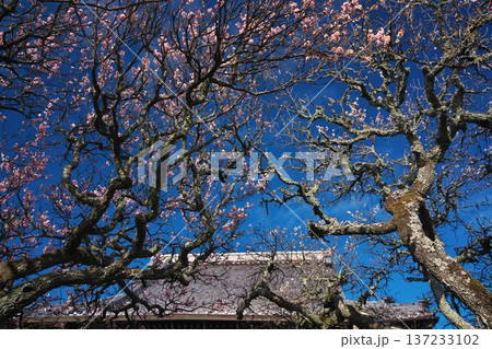 三重県津市久居一色町　白花梅満開の西蓮寺 137233102