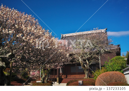 三重県津市久居一色町　白花梅満開の西蓮寺 137233105