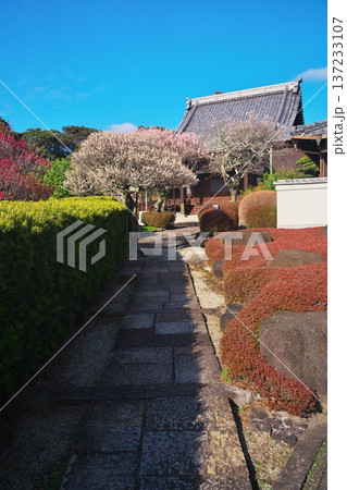 三重県津市久居一色町　白花梅満開の西蓮寺 137233107