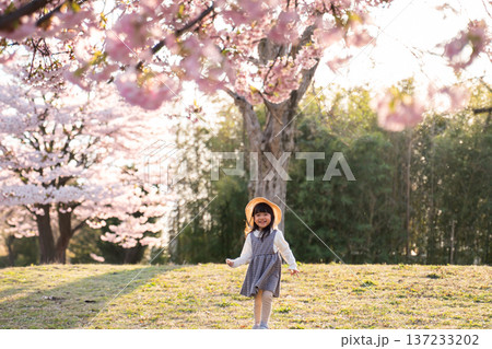 桜の下で遊ぶ女の子 137233202