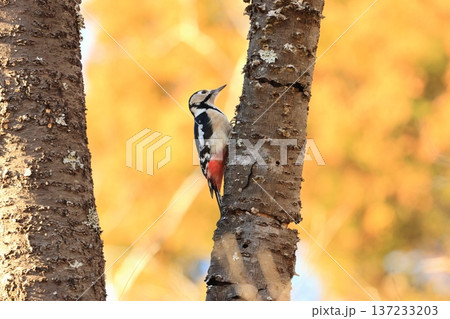枯れたサクラの木にとまって餌を採ろうとするキツツキ、アカゲラ 137233203