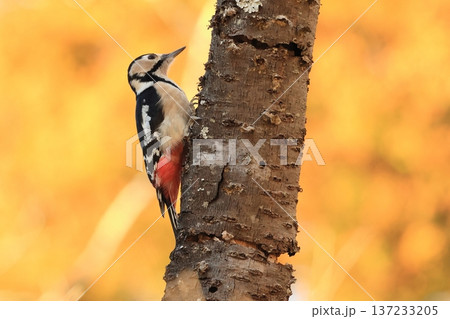 枯れたサクラの木にとまって餌を採ろうとするキツツキ、アカゲラ 137233205