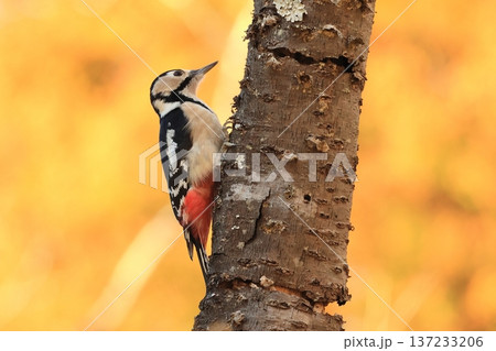 枯れたサクラの木にとまって餌を採ろうとするキツツキ、アカゲラ 137233206