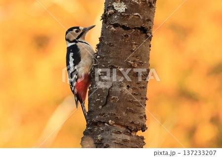 枯れたサクラの木にとまって餌を採ろうとするキツツキ、アカゲラ 137233207